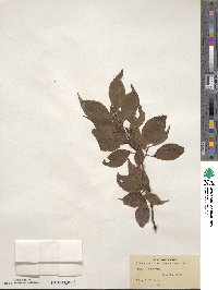 Prunus americana image