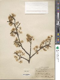 Prunus americana image