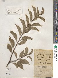 Prunus americana image
