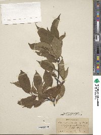 Prunus americana image