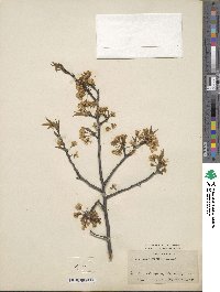 Prunus americana image