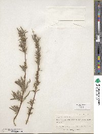 Salix exigua image