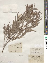 Salix exigua image