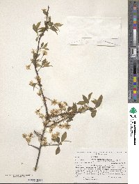 Prunus mexicana image