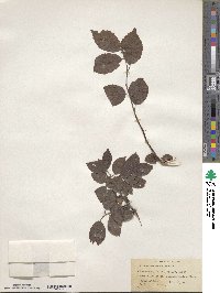 Prunus mexicana image