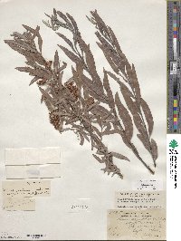 Salix exigua image