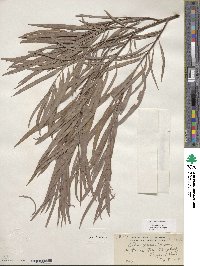 Salix exigua image