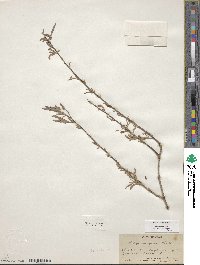 Salix exigua image