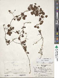 Rubus geoides image