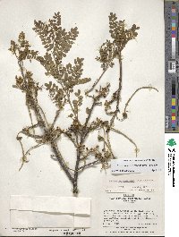 Image of Sophora fernandeziana