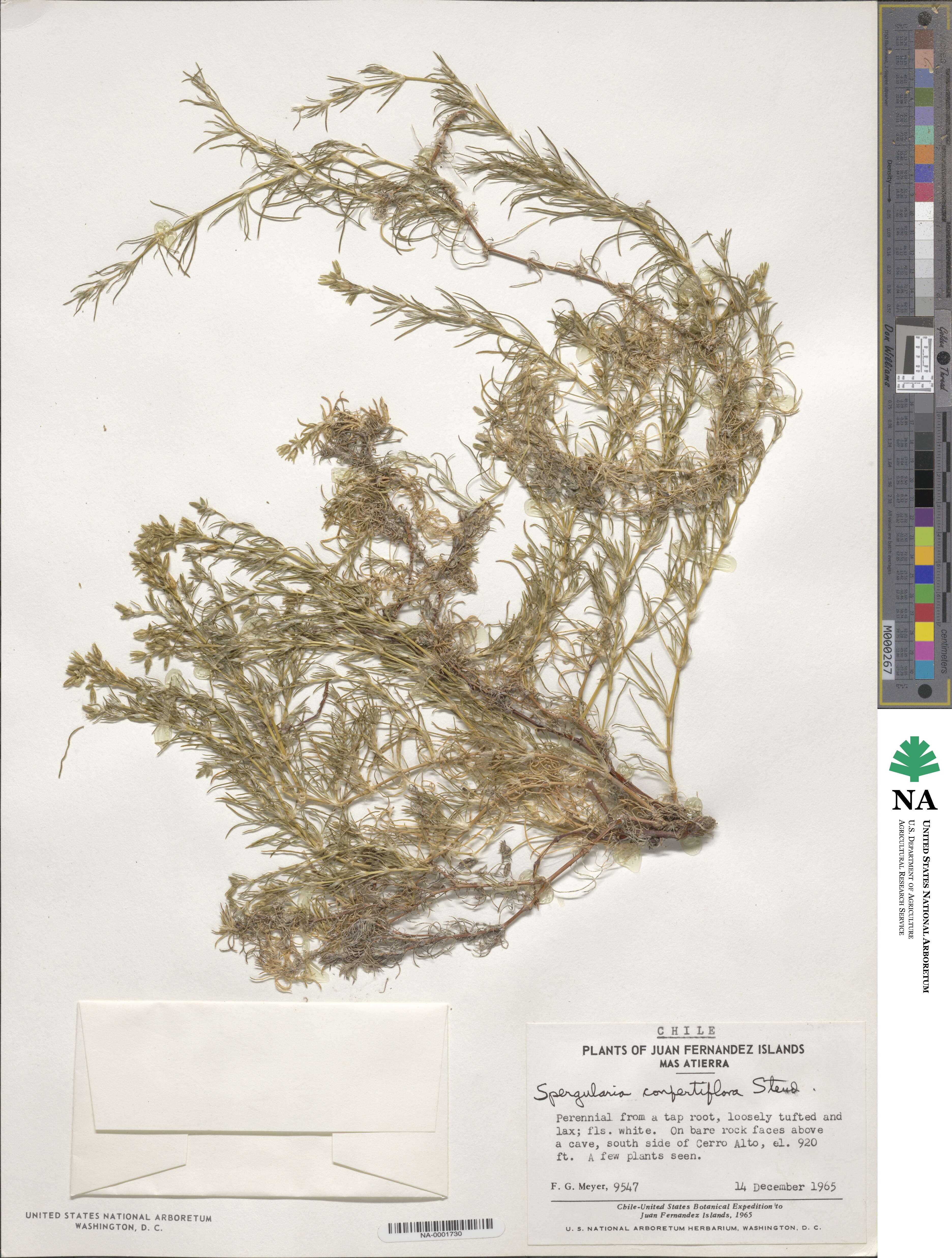 Spergularia confertiflora image