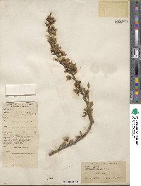 Prunus andersonii image