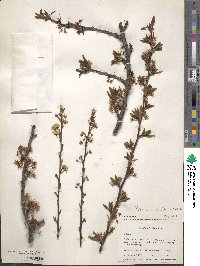 Prunus angustifolia image