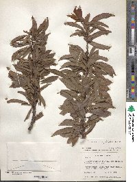 Prunus angustifolia image