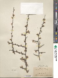 Prunus angustifolia image