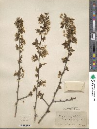 Prunus angustifolia image