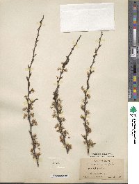 Prunus angustifolia image