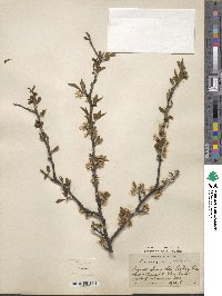 Prunus angustifolia image