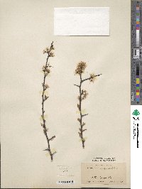 Prunus angustifolia image