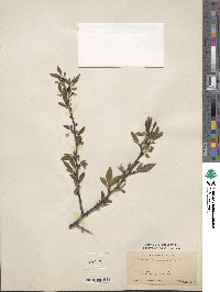 Prunus angustifolia image