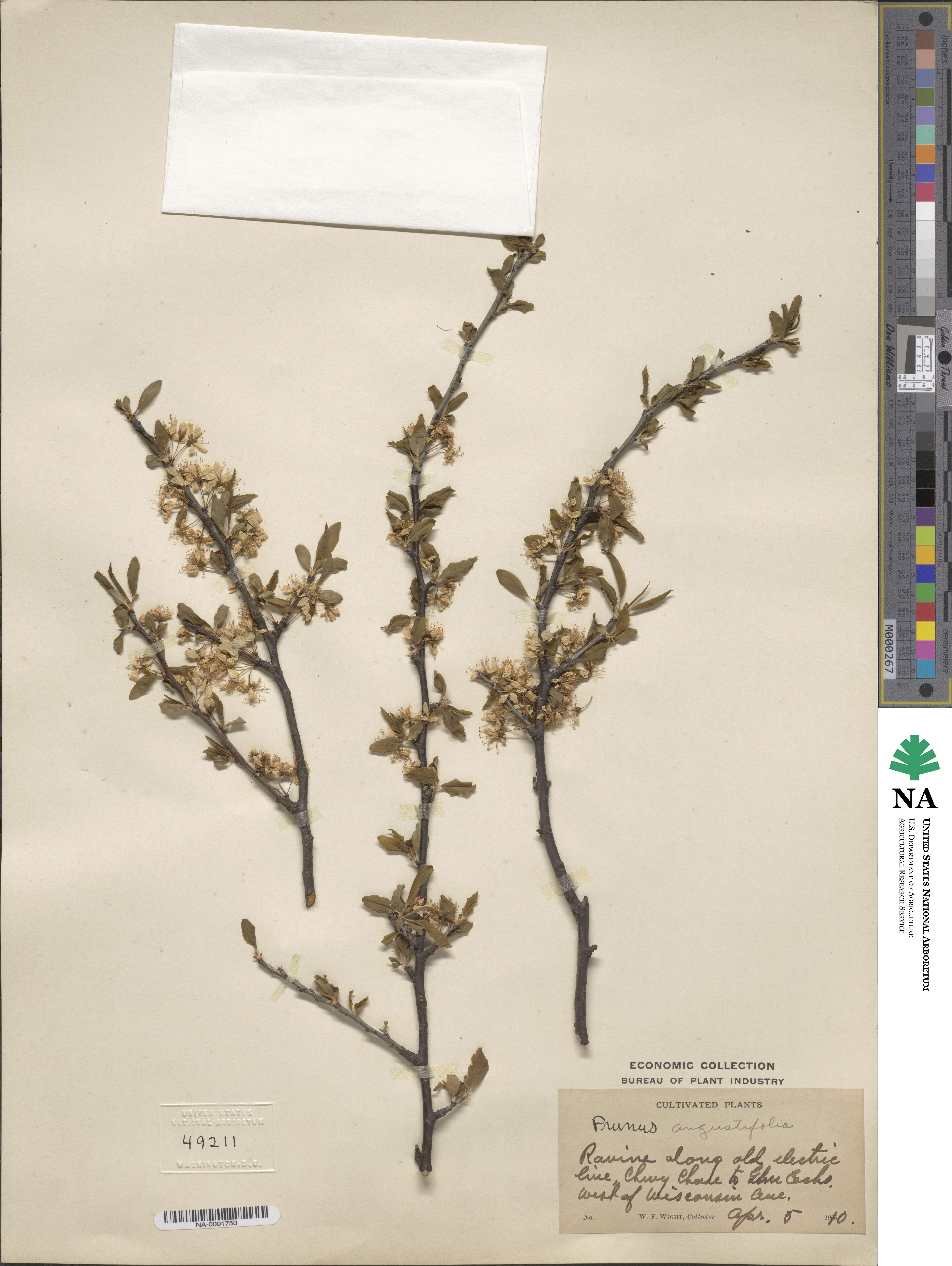 Prunus angustifolia image