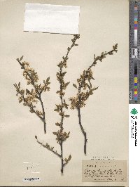 Prunus angustifolia image