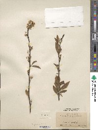 Prunus angustifolia image