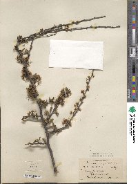 Prunus angustifolia image