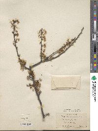 Prunus angustifolia image