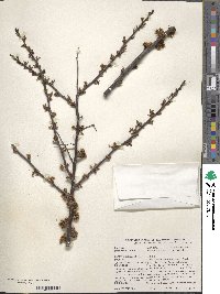 Prunus angustifolia image