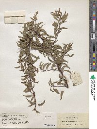 Prunus angustifolia image