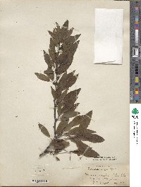 Prunus angustifolia image