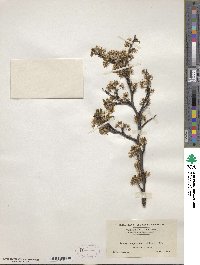 Prunus angustifolia var. watsonii image