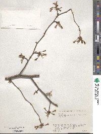 Image of Prunus apetala