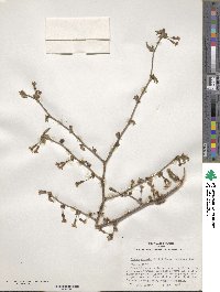 Prunus apetala image