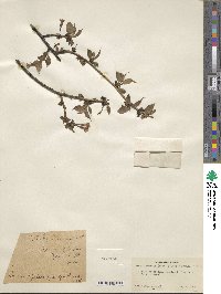 Prunus apetala image