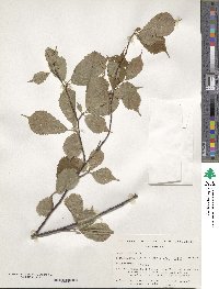 Prunus apetala var. pilosa image