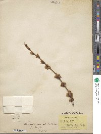 Image of Prunus armeniaca