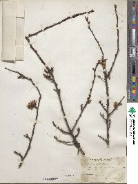 Prunus armeniaca image