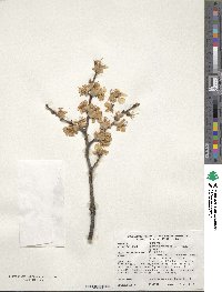 Prunus armeniaca image