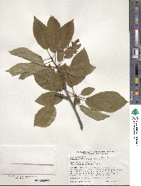 Prunus avium image