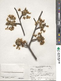 Prunus avium image