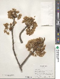 Prunus avium image