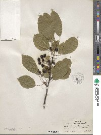 Prunus avium image