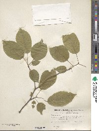 Prunus avium image