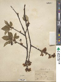 Prunus avium image