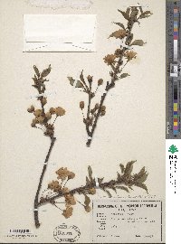 Prunus avium image