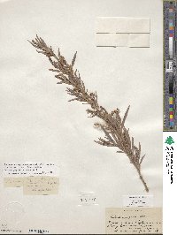 Salix exigua image