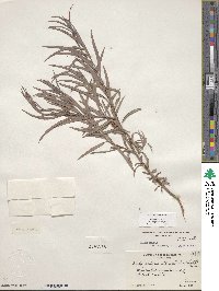 Salix exigua var. exigua image