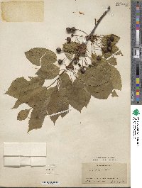 Prunus avium image